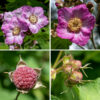 Purple-flowered raspberry's flowers are large (up to 2-3") with five sepals densely covered with reddish glandular hairs, bluntly triangular, about half the length of the petals with long, thread-like tips; five magenta, rounded, laterally overlapping petals surrounding a compact ring of 20-100 thread-like stamens with yellow anthers; and a central mound of several hundred pale yellow, club-shaped styles. The fruit is a typical drupe, 3/4" in diameter, reddish-pink when mature, more flattened than a commercial raspberry. It can be hard to find on the plant — it is very popular with birds. Between the maple-like leaves and the showy, magenta flowers, purple-flowered raspberry is impossible to confuse with any other Rubus spp. in Illinois. Purple-flowered raspberry prefers partial shade (like woodland edges); it is critically endangered in Illinois.