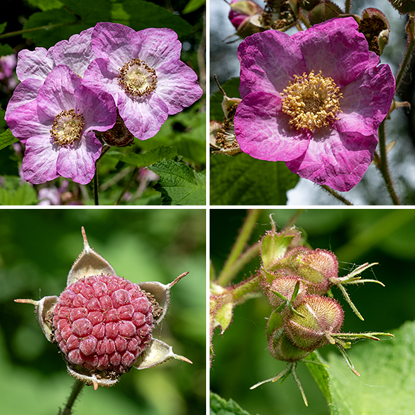 Purple-flowered raspberry's flowers are large (up to 2-3") with five sepals densely covered with reddish glandular hairs, bluntly triangular, about half the length of the petals with long, thread-like tips; five magenta, rounded, laterally overlapping petals surrounding a compact ring of 20-100 thread-like stamens with yellow anthers; and a central mound of several hundred pale yellow, club-shaped styles. The fruit is a typical drupe, 3/4" in diameter, reddish-pink when mature, more flattened than a commercial raspberry. It can be hard to find on the plant — it is very popular with birds. Between the maple-like leaves and the showy, magenta flowers, purple-flowered raspberry is impossible to confuse with any other Rubus spp. in Illinois. Purple-flowered raspberry prefers partial shade (like woodland edges); it is critically endangered in Illinois.