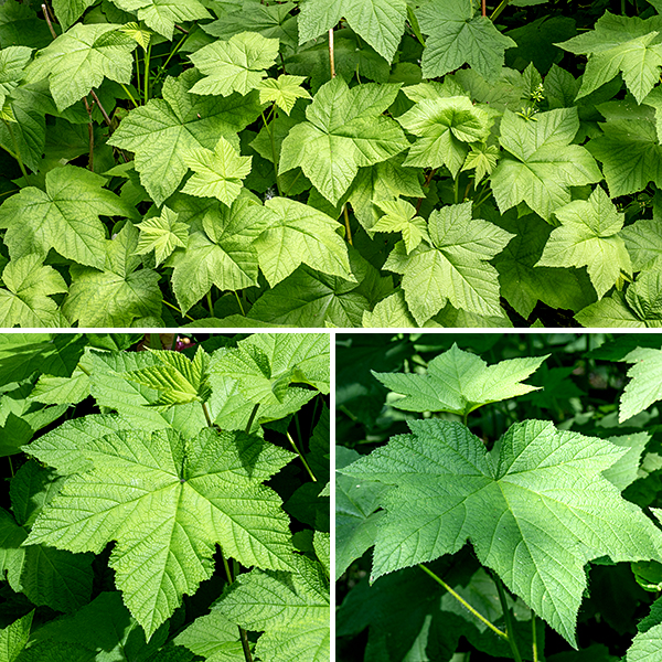Purple-flowered raspberry is an unmistakable native shrub 3-6' tall and 6-12' wide, often occurring in broad, dense colonies (particularly on the southern half of Wooded Island). The canes are yellow to orange-brown, and covered with peeling bark; unlike most members of the genus Rubus, it lacks thorns. New stems are green and hairy. The leaves are simple, large (up to 10"), alternate, dark green, and five-lobed (rarely three- or seven-lobed), reminiscent of maple leaves, with coarsely serrated margins; the veins and petioles are covered with reddish glandular hairs. Between the maple-like leaves and the showy, magenta flowers, purple-flowered raspberry is impossible to confuse with any other Rubus spp. in Illinois. Purple-flowered raspberry prefers partial shade (like woodland edges); it is critically endangered in Illinois.