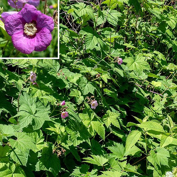 Purple-flowered raspberry is an unmistakable native shrub 3-6' tall and 6-12' wide, often occurring in broad, dense colonies (particularly on the southern half of Wooded Island). The canes are yellow to orange-brown, and covered with peeling bark; unlike most members of the genus Rubus, it lacks thorns. New stems are green and hairy. The leaves are simple, large (up to 10"), alternate, dark green, and five-lobed (rarely three- or seven-lobed), reminiscent of maple leaves, with coarsely serrated margins; the veins and petioles are covered with reddish glandular hairs. The flowers are large (up to 2-3") with five sepals densely covered with reddish glandular hairs, bluntly triangular, about half the length of the petals with long, thread-like tips; five magenta, rounded, laterally overlapping petals surrounding a compact ring of 20-100 thread-like stamens with yellow anthers; and a central mound of several hundred pale yellow, club-shaped styles. The fruit is a typical drupe, 3/4" in diameter, reddish-pink when mature, more flattened than a commercial raspberry. It can be hard to find on the plant — it is very popular with birds. Between the maple-like leaves and the showy, magenta flowers, purple-flowered raspberry is impossible to confuse with any other Rubus spp. in Illinois. Purple-flowered raspberry prefers partial shade (like woodland edges); it is critically endangered in Illinois. The thin narrow "tail" at the tip of the sepals is common to all the Rubus sp. in Jackson Park.