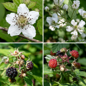 Second-year canes of Pennsylvania blackberry produce 2-4" (across) corymbs of flowers on the tips of short lateral shoots. Each flower is about one inch wide, has five green, largely hairless, lance-shaped sepals much shorter than the petals with a thin "tail" on their tips; five white, oblong, wrinkled petals, widest about a third of the way from the distal tip; 20-100 creamy stamens with white or yellow anthers; and a light green cluster of numerous (100+) styles. Lance-like stipules or large leafy bracts flank the base of the flower pedicel, the latter often partially hiding the flower. After fertilization, the central cluster of styles enlarges to form a typical blackberry (drupe) 3/4" long, initially white or green but turning black when mature. The fruit is popular with most birds and mammals (including humans), who subsequently disperse the seeds.
