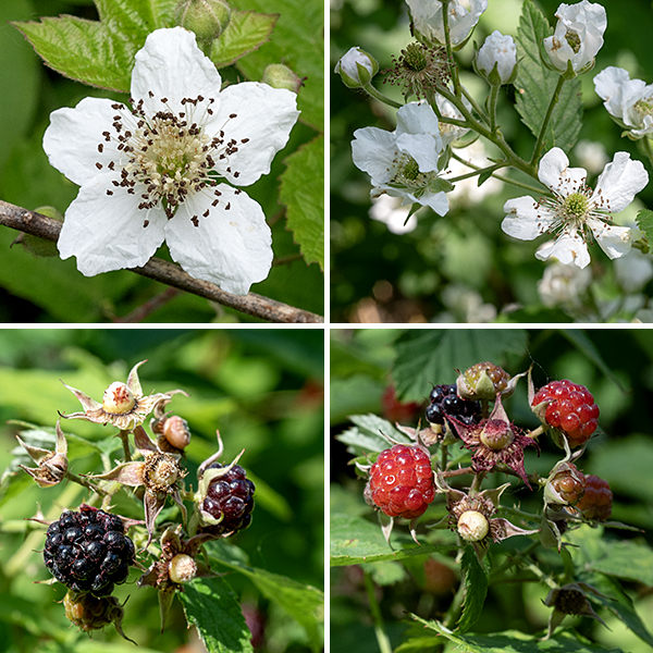 Second-year canes of Pennsylvania blackberry produce 2-4" (across) corymbs of flowers on the tips of short lateral shoots. Each flower is about one inch wide, has five green, largely hairless, lance-shaped sepals much shorter than the petals with a thin "tail" on their tips; five white, oblong, wrinkled petals, widest about a third of the way from the distal tip; 20-100 creamy stamens with white or yellow anthers; and a light green cluster of numerous (100+) styles. Lance-like stipules or large leafy bracts flank the base of the flower pedicel, the latter often partially hiding the flower. After fertilization, the central cluster of styles enlarges to form a typical blackberry (drupe) 3/4" long, initially white or green but turning black when mature. The fruit is popular with most birds and mammals (including humans), who subsequently disperse the seeds.