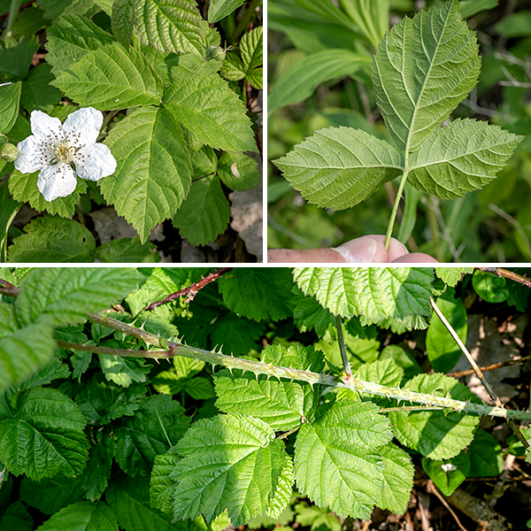 Pennsylvania blackberry is a native blackberry, immediately recognizable as a blackberry but not so easily identified to species. It is a woody shrub whose canes arch over, sometimes to the extent that they contact (and re-root in) the ground. The canes reach lengths of 3-8'. They are reddish-brown with stout, curved, very sharp prickles except where new growth is recent (where the cane is green), and with strong vertical grooves creating an angled appearance. The leaves are alternate, palmately compound (on the first-year canes), with long (4") petioles with 1-2 small prickles along its length; leaflets are up to 4" long and more than half as wide, ovate with coarsely single- or double-serrated margins and an elongated tip, and with velvety-hairy undersides. Lance-like stipules or large leafy bracts flank the base of the leaf petiole. Canes produce leaves and actively grow in their first year (primocanes); in their second year, they switch to largely producing flowers and fruit (floricanes).
