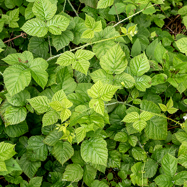 Pennsylvania blackberry is a native blackberry, immediately recognizable as a blackberry but not so easily identified to species. It is a woody shrub whose canes arch over, sometimes to the extent that they contact (and re-root in) the ground. The canes reach lengths of 3-8'. They are reddish-brown with stout, curved, very sharp prickles except where new growth is recent (where the cane is green), and with strong vertical grooves creating an angled appearance. The leaves are alternate, palmately compound (on the first-year canes), with long (4") petioles with 1-2 small prickles along its length; leaflets are up to 4" long and more than half as wide, ovate with coarsely single- or double-serrated margins and an elongated tip, and with velvety-hairy undersides. Lance-like stipules or large leafy bracts flank the base of the leaf petiole. Canes produce leaves and actively grow in their first year (primocanes); in their second year, they switch to largely producing flowers and fruit (floricanes). Second-year canes produce 2-4" (across) corymbs of flowers on the tips of short lateral shoots. Each flower is about one inch wide, has five green, largely hairless, lance-shaped sepals much shorter than the petals with a thin "tail" on their tips; five white, oblong, wrinkled petals, widest about a third of the way from the distal tip; 20-100 creamy stamens with white or yellow anthers; and a light green cluster of numerous (100+) styles. Lance-like stipules or large leafy bracts flank the base of the flower pedicel, the latter often partially hiding the flower. After fertilization, the central cluster of styles enlarges to form a typical blackberry (drupe) 3/4" long, initially white or green but turning black when mature. The fruit is popular with most birds and mammals (including humans), who subsequently disperse the seeds. Like most blackberries, common blackberry can be quite aggressive, forming spreading colonies via vegetative propagation. The thin narrow "tail" at the tip of the sepals is common to all the Rubus sp. in Jackson Park. Pennsylvania blackberry's inflorescences are short, globular and never have glandular hairs; common blackberry's inflorescences are cylindrical and always have glandular (and non-glandular) hairs covering the inflorescence. Pennsylvania blackberry's inflorescences and flowers are often partly obscured by leafy bracts; common blackberry's inflorescences and flowers are rarely obscured. In Pennsylvania blackberry, the stipules associated with the flower pedicels sometimes are replaced by leafy bracts; this never occurs in common blackberry. The terminal leaflets of Pennsylvania raspberry are never more than twice as long as they are wide; the terminal leaflets of common blackberry are at least twice as long as wide. The petals of Pennsylvania blackberry are oblong, widest near the base, the petals of common blackberry are rounded, widest about halfway along the petal.