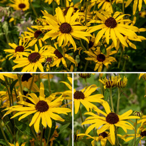Orange coneflower (aka, Sullivant's coneflower) is a short sunflower (1.5-2.5') similar to black-eyed susan but the stems are green (not red) and are sparsely (rather than very) hairy with pronounced grooves; overall orange sunflower is less hairy than black-eyed susan. The stem leaves are alternate, about twice as long as wide, up to 5" long but decreasing in size and becoming narrower up the stem; they have toothed margins, taper to a short, winged petiole (lacking in black-eyed susan), and have three main veins (one central and two submarginal). The petioles are either sessile or clasp the stem. The flowerheads are 2-3" across, produced on the apex of the stems; each flowerhead has 10-20 yellow or orange (sterile) ray florets with the petal tips notched; the numerous (50 to over 500) disk florets are tubular and dark brownish-purple with five small lobes around their upper rim and a divided style. Petals that are yellow-colored often have orange bases. This species can be highly variable.