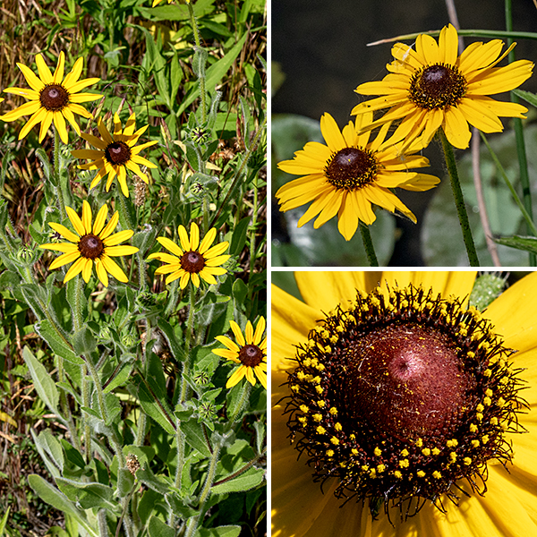 Black-eyed susan flowerheads are 2-3" across; they have two series (outer longer than inner) of numerous slender, sharply-pointed, green bracts beneath the flowerhead, each densely covered with long, stiff hairs; 8-20 (usually less than 12) yellow-orange, sterile ray florets (rarely with a maroon patch near the base of the petal); and 250 to over 500 dark purplish-brown disk florets, each with slender, sharply pointed styles. The fruit consists of numerous four-sided brown or black seeds that remain embedded in the remnants of the disc flowers (a gumdrop shaped, brown mass).