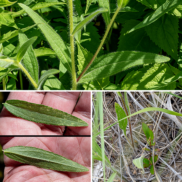 Black-eyed susan is a short (1-2.5'), very hairy plant that produces unbranched stems, each of which produces a single flowerhead. Stems are green and densely covered with long white hairs. The leaves are up to 7" long and 2" across, gray-green, lance-shaped, with hairy margins, and covered with shorter, stiff hairs that give them a rough texture. The lowest leaves have long, hairy petioles, while the higher leaves have shorter petioles or are sessile; all are restricted to the bottom half of the stem and are alternate. None of the leaves are lobed. Black-eyed susan can be distinguished from brown-eyed susan (Rudbeckia triloba) by the lack of lobed leaves (R. triloba has halberd-shaped lower leaves), generally longer and more numerous ray florets, more than eight bracts behind the flowerheads, and the very long hairs on the green (not reddish), unbranched stem.