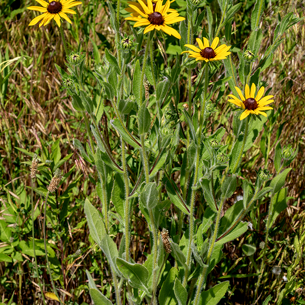 Black-eyed susan is a short (1-2.5'), very hairy plant that produces unbranched stems, each of which produces a single flowerhead. Stems are green and densely covered with long white hairs. The leaves are up to 7" long and 2" across, gray-green, lance-shaped, with hairy margins, and covered with shorter, stiff hairs that give them a rough texture. The lowest leaves have long, hairy petioles, while the higher leaves have shorter petioles or are sessile; all are restricted to the bottom half of the stem and are alternate. None of the leaves are lobed. Flowerheads are 2-3" across; they have two series (outer longer than inner) of numerous slender, sharply-pointed, green bracts beneath the flowerhead, each densely covered with long, stiff hairs; 8-20 (usually less than 12) yellow-orange, sterile ray florets (rarely with a maroon patch near the base of the petal); and 250 to over 500 dark purplish-brown disk florets, each with slender, sharply pointed styles. The fruit consists of numerous four-sided brown or black seeds that remain embedded in the remnants of the disc flowers (a gumdrop shaped, brown mass). Black-eyed susan can be distinguished from brown-eyed susan (Rudbeckia triloba) by the lack of lobed leaves (R. triloba has halberd-shaped lower leaves), generally longer and more numerous ray florets, more than eight bracts behind the flowerheads, and the very long hairs on the green (not reddish), unbranched stem.