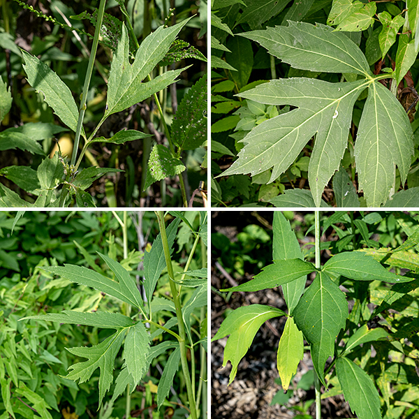 Cutleaf coneflower (aka, green-headed coneflower) is an imposing tallgrass prairie plant, 3-8' tall, that can form dense stands. The stems are light green, hairless, and round in section. Basal leaves are initially present but usually wither before flowering. The stem leaves are alternate, up to 12" long and wide with a dark green upper surface and a pale green underside; the leaves droop on their narrowly winged petioles. The lower and middle leaves are divided into 3-7 deep lobes with pointed tips; the leaf margins may be either smooth or toothed. Some lower leaves appear pinnate, with a pair of more basal leaflets and an apical/terminal leaflet that is three-lobed. The uppermost leaves (on the flower stalks) are unlobed, lance-shaped or oval.
