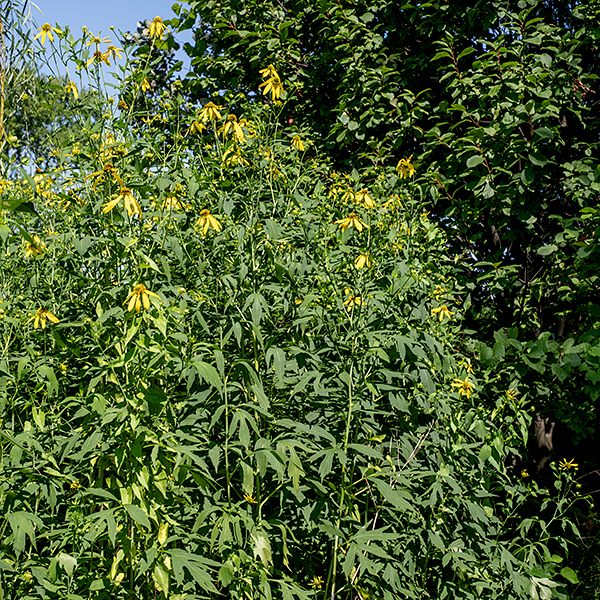 Cutleaf coneflower (aka, green-headed coneflower) is an imposing tallgrass prairie plant, 3-8' tall, that can form dense stands. The stems are light green, hairless, and round in section. Basal leaves are initially present but usually wither before flowering. The stem leaves are alternate, up to 12" long and wide with a dark green upper surface and a pale green underside; the leaves droop on their narrowly winged petioles. The lower and middle leaves are divided into 3-7 deep lobes with pointed tips; the leaf margins may be either smooth or toothed. Some lower leaves appear pinnate, with a pair of more basal leaflets and an apical/terminal leaflet that is three-lobed. The uppermost leaves (on the flower stalks) are unlobed, lance-shaped or oval. The composite flowerheads are 2-3" across. Eight to fifteen light green, oblong bracts lie beneath a central globe-like, light green to yellow cone surrounded by 6-12 yellow, drooping, sterile ray florets. The disk florets have yellow to yellowish green corollas and a protruding bifurcated stigma; the stamens are yellow, fused to the base of the corolla, with deep purple anthers attached around the styles side-by-side. Immature disk florets are green (thus the alternative common name); mature disk florets produce a spikey appearance. The disk florets mature from the bottom of the cone to the top, lending a pincushion-like appearance to the cone. The cone of cutleaf coneflower is similar in shape to that of sneezeweed (Helenium autumnale), but sneezeweed has notched ray florets, unlobed leaves, and is usually less than a few feet tall. In some years, many cutleaf coneflowers are associated with a large, smooth gall, especially near the flowerheads (which are often grotesquely malformed). The gall is produced by Asphondylia rudbeckiaeconspicua (all one word), a species of gall midge (Insecta). The parasitism is not new — it was first described by Carl Robert Osten-Sacken in 1878, an émigré who was the first person in the U.S. to hold the title of "entomologist" (at Harvard).