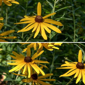 Sweet coneflower flowerheads are 2-3.5" across, occurring as single blooms on the tips of stems or branches. A flowerhead is comprised of numerous 1/2" long medium green, lance-shaped phyllaries, downy with short hairs; 10-20 bright yellow, oblong, sterile ray florets with a tiny notch at their tips; and a deep brown hemisphere of 200-400 disk florets (the central disc). The disk florets have a tubular, dark reddish-purple corolla; bifurcated stigmas that have sharp tips; with the purplish-brown anthers adhering side by side around the deep purple styles. Sweet coneflower is distinctive among the Jackson Park coneflowers with its chocolate brown disk and bright yellow, elongate-oval petals with a shallow notch at their tips.
