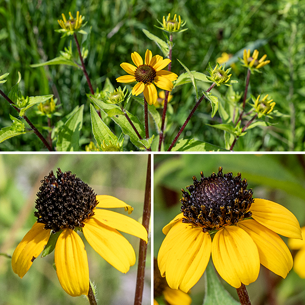 Brown-eyed susan is a native bushy plant that branches at the leaf axils and produces prodigious numbers of small flowers, up to 5' tall. The stems are deep reddish brown and covered with long white hairs. The leaves are alternate, twice as long as wide, lance-shaped, up to 4" long and covered by short, stiff hairs that give it a rough texture.  Some lower leaves are three-lobed, sometimes deeply, and halberd- or trident-shaped. Upper stems terminate in one or two flowerheads, 1-2" across. Each flowerhead has an underlying inner and outer series of eight (total) green bracts with hairs along the margins; 6-13 golden-yellow, sterile ray florets, often with a small notch in the tips of the oval petals; and a central cone of 150 to over 300 purplish-brown, cylindrical disc florets with five stamens and short, blunt, bifurcated stigma. If in doubt, brown-eyed susan tends to be taller than black-eyed susan, with fewer petals (6-13 vs. 8-20) and smaller flowers.