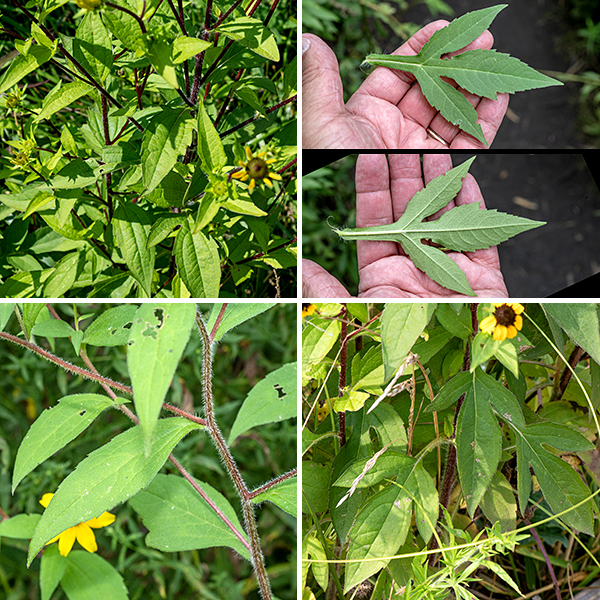Brown-eyed susan is a native bushy plant that branches at the leaf axils and produces prodigious numbers of small flowers, up to 5' tall. The stems are deep reddish brown and covered with long white hairs. The leaves are alternate, twice as long as wide, lance-shaped, up to 4" long and covered by short, stiff hairs that give it a rough texture.  Some lower leaves are three-lobed, sometimes deeply, and halberd- or trident-shaped. Upper stems terminate in one or two flowerheads, 1-2" across. Each flowerhead has an underlying inner and outer series of eight (total) green bracts with hairs along the margins; 6-13 golden-yellow, sterile ray florets, often with a small notch in the tips of the oval petals; and a central cone of 150 to over 300 purplish-brown, cylindrical disc florets with five stamens and short, blunt, bifurcated stigma. If in doubt, brown-eyed susan tends to be taller than black-eyed susan, with fewer petals (6-13 vs. 8-20) and smaller flowers.