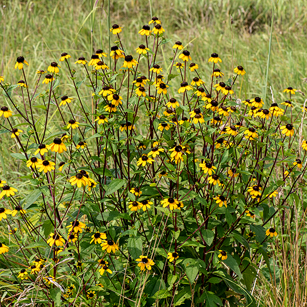 Brown-eyed susan is a native bushy plant that branches at the leaf axils and produces prodigious numbers of small flowers, up to 5' tall. The stems are deep reddish brown and covered with long white hairs. The leaves are alternate, twice as long as wide, lance-shaped, up to 4" long and covered by short, stiff hairs that give it a rough texture.  Some lower leaves are three-lobed, sometimes deeply, and halberd- or trident-shaped. Upper stems terminate in one or two flowerheads, 1-2" across. Each flowerhead has an underlying inner and outer series of eight (total) green bracts with hairs along the margins; 6-13 golden-yellow, sterile ray florets, often with a small notch in the tips of the oval petals; and a central cone of 150 to over 300 purplish-brown, cylindrical disc florets with five stamens and short, blunt, bifurcated stigma. If in doubt, brown-eyed susan tends to be taller than black-eyed susan, with fewer petals (6-13 vs. 8-20) and smaller flowers.