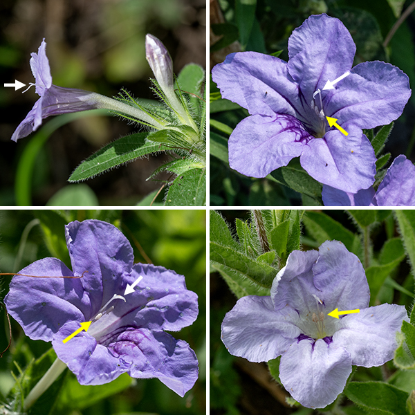 Hairy wild petunia is, like the name says, hairy — stems, leaves, and petioles all densely covered with long (1-2 mm) white hairs on all surfaces. The plant is short, generally 8-12" tall. The leaves are opposite, twice as long as wide, oval or triangular, with smooth margins and with short (1-3 mm) hairy petioles or sessile. The flowers emerge directly from upper leaf axils; what looks like a flower stalk is actually part of the corolla tube. The flowers are pale lavender or pale purple, about 2" across, funnel shaped with five lobes tapering rapidly to a narrow throat, four white to purplish stamens, and a white to purplish style with an asymmetrically split stigma. There are purple streaks (nectar guides) on the lowermost lobe's throat region. The short, tubular calyx is green, with five long, narrow teeth that extend for half the length of the flower; the calyx, too, is hairy. The fruit is a bullet-shaped capsule, shorter than the calyx teeth (among which it nestles); the seeds are covered with fine spiraling hairs that allow the seeds to self-bury. The flowers usually last only one day. Hairy wild petunia is a distinctive plant unlikely to be confused with any other.