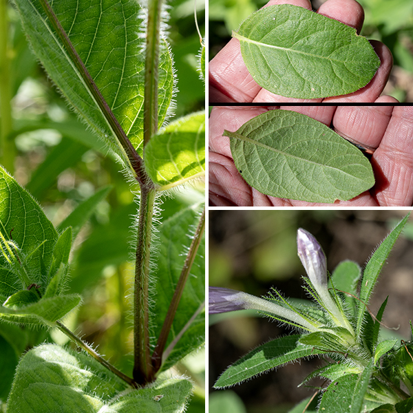 Hairy wild petunia is, like the name says, hairy — stems, leaves, and petioles all densely covered with long (1-2 mm) white hairs on all surfaces. The plant is short, generally 8-12" tall. The leaves are opposite, twice as long as wide, oval or triangular, with smooth margins and with short (1-3 mm) hairy petioles or sessile. The flowers emerge directly from upper leaf axils; what looks like a flower stalk is actually part of the corolla tube. The flowers are pale lavender or pale purple, about 2" across, funnel shaped with five lobes tapering rapidly to a narrow throat, four white to purplish stamens, and a white to purplish style with an asymmetrically split stigma. There are purple streaks (nectar guides) on the lowermost lobe's throat region. The short, tubular calyx is green, with five long, narrow teeth that extend for half the length of the flower; the calyx, too, is hairy. The fruit is a bullet-shaped capsule, shorter than the calyx teeth (among which it nestles); the seeds are covered with fine spiraling hairs that allow the seeds to self-bury. The flowers usually last only one day. Hairy wild petunia is a distinctive plant unlikely to be confused with any other.