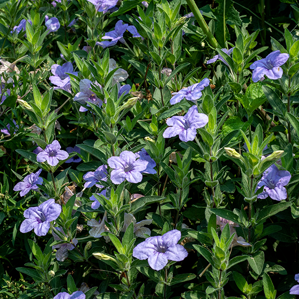Hairy wild petunia is, like the name says, hairy — stems, leaves, and petioles all densely covered with long (1-2 mm) white hairs on all surfaces. The plant is short, generally 8-12" tall. The leaves are opposite, twice as long as wide, oval or triangular, with smooth margins and with short (1-3 mm) hairy petioles or sessile. The flowers emerge directly from upper leaf axils; what looks like a flower stalk is actually part of the corolla tube. The flowers are pale lavender or pale purple, about 2" across, funnel shaped with five lobes tapering rapidly to a narrow throat, four white to purplish stamens, and a white to purplish style with an asymmetrically split stigma. There are purple streaks (nectar guides) on the lowermost lobe's throat region. The short, tubular calyx is green, with five long, narrow teeth that extend for half the length of the flower; the calyx, too, is hairy. The fruit is a bullet-shaped capsule, shorter than the calyx teeth (among which it nestles); the seeds are covered with fine spiraling hairs that allow the seeds to self-bury. The flowers usually last only one day. Hairy wild petunia is a distinctive plant unlikely to be confused with any other.
