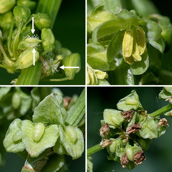 Pale dock produces an inflorescence 4-12" long at the tip of the stem; branches in the inflorescence are few but are densely covered with numerous whorls of 10-20 small (1/8-1/4" long), green or yellow-green flowers drooping on 1/8-1/4" long pedicels.  Individual flowers have six green tepals (three sepals and three similar petals) that spread at flowering to expose either six stamens or three styles, but close again after pollination. (Flowers are either pistillate (female) or staminate (male) and are wind pollinated.) After fertilization of the pistillate flowers, the fruit — a single seed in the middle of three equally-spaced wings — replaces the flower. Pale dock's seeds can persist in the soil for at least ten years.