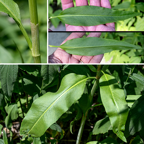 Pale dock is a homely but native species; it is usually unbranched, ranging from 1.5-4' tall. The stem is stout, round in section, light green, and hairless; sometimes fine green lines are visible running longitudinally. The leaves are alternate, yellowish green or green, shiny on the upper surface, quite large (up to 10" long and 3" across, but trend smaller higher in the plant), lance-shaped, with smooth margins and short petioles. The leaves have papery sheaths (ocrea) around their bases which lack the bristle-like fringes of smartweeds. The ocrea usually tear and fall off with maturity but, if present, might cause pale dock to be confused with one of the smartweeds if flowers or fruit are not present.
