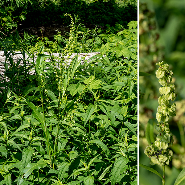 Pale dock is a homely but native species; it is usually unbranched, ranging from 1.5-4' tall. The stem is stout, round in section, light green, and hairless; sometimes fine green lines are visible running longitudinally. The leaves are alternate, yellowish green or green, shiny on the upper surface, quite large (up to 10" long and 3" across, but trend smaller higher in the plant), lance-shaped, with smooth margins and short petioles. An inflorescence 4-12" long is produced at the tip of the stem; branches in the inflorescence are few but are densely covered with numerous whorls of 10-20 small (1/8-1/4" long), green or yellow-green flowers drooping on 1/8-1/4" long pedicels.  Individual flowers have six green tepals (three sepals and three similar petals) that spread at flowering to expose either six stamens or three styles, but close again after pollination. (Flowers are either pistillate (female) or staminate (male) and are wind pollinated.) After fertilization of the pistillate flowers, the fruit — a single seed in the middle of three equally-spaced wings — replaces the flower. The leaves have papery sheaths (ocrea) around their bases which lack the bristle-like fringes of smartweeds. The ocrea usually tear and fall off with maturity but, if present, might cause pale dock to be confused with one of the smartweeds if flowers or fruit are not present. Pale dock's seeds can persist in the soil for at least ten years. Pale dock is an important food source for the caterpillars of some copper butterflies (genus Lycaena). It prefers wet and disturbed environments (marshes, swamps, streambanks, some woods), but has a robust taproot that allows it to grow on a variety of substrates.