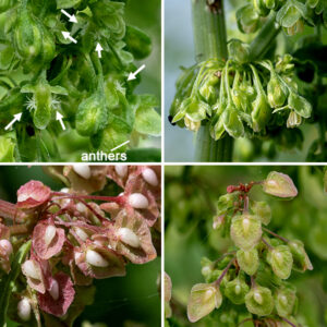 The inflorescence at the tip pf the stem in curly dock produces branching clusters with numerous whorls of 10-25 flowers dangling from slender pedicels. Flowers are tiny (1/8-1/4"), red- or yellow-green, with six tepals (three sepals and three very similar petals), three styles, or six stamens, or both; the flowers droop from a 1/4" pedicel. (The flowers are either pistillate (female), staminate (male), or perfect (both male and female organs). The flowers are wind pollinated. The tepals spread out when the flowers are mature, exposing the stamens and/or styles, then close up after pollination. The fruit is a single seed sandwiched in the center of three heart-shaped, papery membranes (derived from the tepals) set at 120° from each other, dark brown when mature. Note that more mature curly dock fruit can take on a distinct reddish tint, superficially looking like bitter dock fruit, but curly dock fruits will never show the long tooth- or finger-like projections from the edges of the wings that bitter dock exhibits.