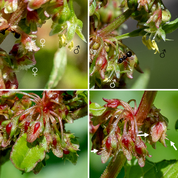 The inflorescence of bitter dock is a panicle of whorled racemes up to 1' long. The greenish-red flowers droop from 1/2" pedicels. Individual flowers are 1/4" long with six tepals (six sepals and six similar petals) with pistillate (female) and male (staminate) flowers mixed in each inflorescence. Pistillate flowers have a single pistil, three styles with fringe-like, divided stigmas, and inner tepals that are (often) red; staminate flowers have six stamens and dull yellow inner tepals. After fertilization, the inner tepals of the pistillate flowers enlarge and surround an expanding, hard-shelled, three-sided seed with three membranous wings, each wing with 2-4 spiny teeth along their free edges. The fruits turn bright red as they mature.