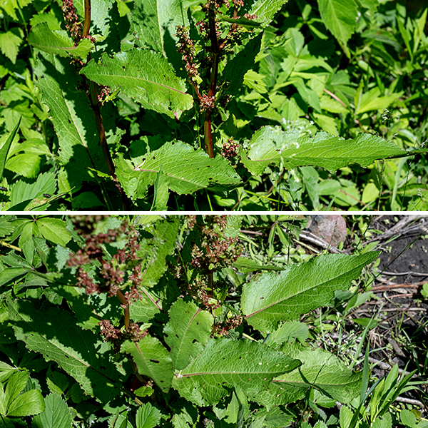 Bitter dock is an exotic originally from Europe; it's a pretty typical Rumex species that ranges from 2-3.5' tall. Early in the spring, bitter dock consists of a basal rosette of hairless leaves up to a foot long and 4" across, with long, slender petioles. The basal leaves resemble those of curly dock with undulate margins and shiny leaf blades, but the central vein is often tinted red and the leaf base is heart-shaped; a network of fine veins covers the blade. Eventually, one or more robust, slightly ribbed stalks, circular in section, arise from within the basal rosette, often with red-tinted longitudinal veins; eventually the stalks produce the inflorescences at their tips and along their length in leaf axils.  Stem leaves are alternate, generally similar to the basal leaves but smaller, often much narrower, and with shorter petioles.