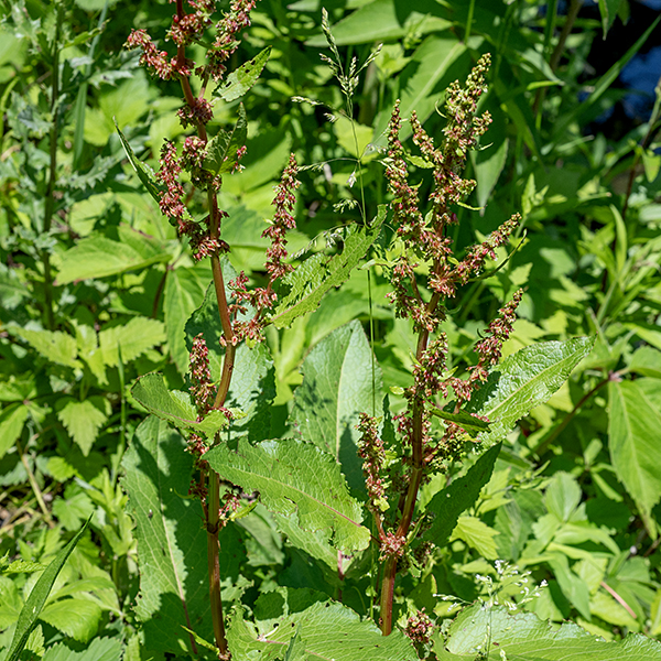 Bitter dock is an exotic originally from Europe; it's a pretty typical Rumex species that ranges from 2-3.5' tall. Early in the spring, bitter dock consists of a basal rosette of hairless leaves up to a foot long and 4" across, with long, slender petioles. The basal leaves resemble those of curly dock with undulate margins and shiny leaf blades, but the central vein is often tinted red and the leaf base is heart-shaped; a network of fine veins covers the blade. Eventually, one or more robust, slightly ribbed stalks, circular in section, arise from within the basal rosette, often with red-tinted longitudinal veins; eventually the stalks produce the inflorescences at their tips and along their length in leaf axils.  Stem leaves are alternate, generally similar to the basal leaves but smaller, often much narrower, and with shorter petioles. The inflorescence of bitter dock is a panicle of whorled racemes up to 1' long. The greenish-red flowers droop from 1/2" pedicels. Individual flowers are 1/4" long with six tepals (six sepals and six similar petals) with pistillate (female) and male (staminate) flowers mixed in each inflorescence. Pistillate flowers have a single pistil, three styles with fringe-like, divided stigmas, and inner tepals that are (often) red; staminate flowers have six stamens and dull yellow inner tepals. After fertilization, the inner tepals of the pistillate flowers enlarge and surround an expanding, hard-shelled, three-sided seed with three membranous wings, each wing with 2-4 spiny teeth along their free edges. The fruits turn bright red as they mature. Note that more mature curly dock fruit can take on a distinct reddish tint, superficially looking like bitter dock fruit, but curly dock fruits will never show the long tooth- or finger-like projections from the edges of the wings that bitter dock exhibits. Bitter dock prefers moist, disturbed soils. Bitter dock was first described from the Great Lakes region in the 1840s.