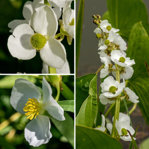 Common arrowhead's flowering stalks are about as tall as the leaves, either angular or round in section. Branches of the inflorescence end in 2-5 whorls of 2-3 flowers; the terminal branch bears 3-9 whorls of 2-3 flowers. Beneath each whorl 2-3, 1/8-1/3" long, boat-shaped, green floral bracts unite. Male (staminate) flowers have 25-30 yellow stamens while female (pistillate) flowers have a central green sphere of carpels; the male flowers are located above the female flowers in each raceme. Perfect flowers (both male and female organs present) do occur but are rare. Individual flowers are about 1-1.5" across with three oval, green sepals and three rounded, white petals about twice the length of the sepals. Male flowers have 7-30 yellow stamens in the center of the flower; female flowers instead have a bur-like green cluster of hundreds of carpels and their spike-like pistils (which have terminal or lateral styles). The pistils form a dense spiral on the surface of the central green mass. After fertilization, the female flowers lose their petals and transform into a bur-like, brown fruit about 3/4" across when mature; the spikes on the bur are individual seeds (achenes) that have a large, fang-like projection at right angles to the main axis of the seed.