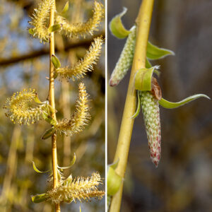 Weeping willow is an exotic, probably originally bred in Asia or Europe. It is not very cold tolerant, so most "weeping willows" growing north of Kentucky or Virginia are actually hybrids. The aesthetically delightful "weeping" forms with yellow branches (the "golden" variety) are most likely a hybrid of Salix babylonica and Salix alba. There are separate male and female inflorescences in the form of catkins; each tree only produces one sex of catkins. The male catkins are 1-2" long and have no petals — only a series of stamens with white filaments and large (usually yellow) anthers. The female catkins are smaller (1" or less) and less showy with a series of green floral bracts that look like a series of awnings over 2-4 styles with flat stigmas; after fertilization they produce a green to brown capsule that releases cottony seeds.