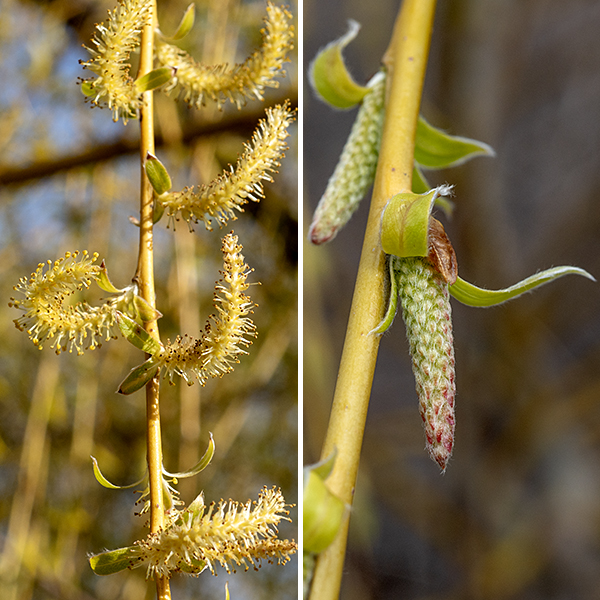 Weeping willow is an exotic, probably originally bred in Asia or Europe. It is not very cold tolerant, so most "weeping willows" growing north of Kentucky or Virginia are actually hybrids. The aesthetically delightful "weeping" forms with yellow branches (the "golden" variety) are most likely a hybrid of Salix babylonica and Salix alba. There are separate male and female inflorescences in the form of catkins; each tree only produces one sex of catkins. The male catkins are 1-2" long and have no petals — only a series of stamens with white filaments and large (usually yellow) anthers. The female catkins are smaller (1" or less) and less showy with a series of green floral bracts that look like a series of awnings over 2-4 styles with flat stigmas; after fertilization they produce a green to brown capsule that releases cottony seeds.