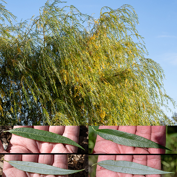 Weeping willow is an exotic, probably originally bred in Asia or Europe. It is not very cold tolerant, so most "weeping willows" growing north of Kentucky or Virginia are actually hybrids. The aesthetically delightful "weeping" forms with yellow branches (the "golden" variety) are most likely a hybrid of Salix babylonica and Salix alba. The tree may grow to heights of 65-80 feet, but it tends to be short lived (for a tree) — 40-75 years. Branches and the trunk have grey-brown or grayish-black bark with irregular furrows. The wood tends to be brittle and weeping willows are prone to lose branches in storms. The leaves are alternate, elongated, lance-shaped 3-6" long and 1/2-3/4" wide with sharp tips and finely serrated margins; they have a green upper side and a whitish, silvery underside. Some forms have yellowish twigs. There are separate male and female inflorescences in the form of catkins; each tree only produces one sex of catkins. The male catkins are 1-2" long and have no petals — only a series of stamens with white filaments and large (usually yellow) anthers. The female catkins are smaller (1" or less) and less showy with a series of green floral bracts that look like a series of awnings over 2-4 styles with flat stigmas; after fertilization they produce a green to brown capsule that releases cottony seeds.
