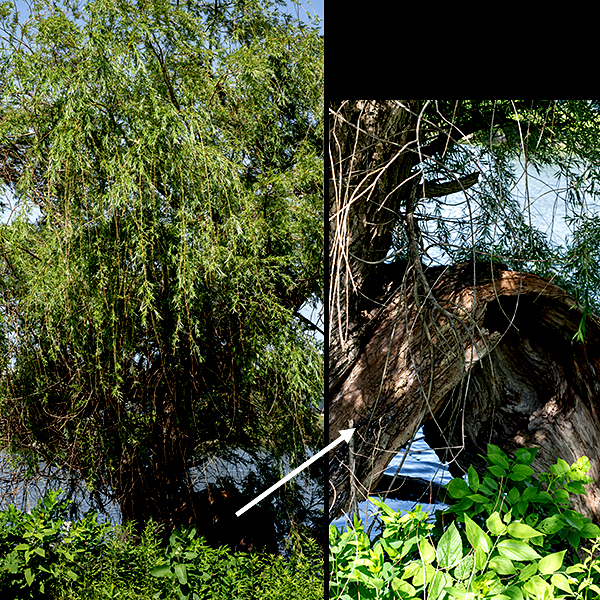 Weeping willow is an exotic, probably originally bred in Asia or Europe. It is not very cold tolerant, so most "weeping willows" growing north of Kentucky or Virginia are actually hybrids. The aesthetically delightful "weeping" forms with yellow branches (the "golden" variety) are most likely a hybrid of Salix babylonica and Salix alba. The tree may grow to heights of 65-80 feet, but it tends to be short lived (for a tree) — 40-75 years. Branches and the trunk have grey-brown or grayish-black bark with irregular furrows. The wood tends to be brittle and weeping willows are prone to lose branches in storms. The leaves are alternate, elongated, lance-shaped 3-6" long and 1/2-3/4" wide with sharp tips and finely serrated margins; they have a green upper side and a whitish, silvery underside. Some forms have yellowish twigs. There are separate male and female inflorescences in the form of catkins; each tree only produces one sex of catkins. The male catkins are 1-2" long and have no petals — only a series of stamens with white filaments and large (usually yellow) anthers. The female catkins are smaller (1" or less) and less showy with a series of green floral bracts that look like a series of awnings over 2-4 styles with flat stigmas; after fertilization they produce a green to brown capsule that releases cottony seeds.