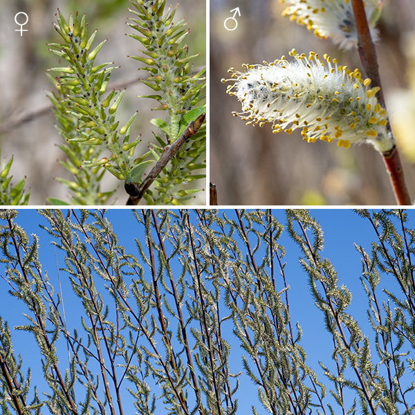 Missouri River willow is dioecious — male and female florets (in the form of spike-like catkins) occur on separate plants. Catkins arise on one-year-old branches at about the same time as the leaves begin to emerge. Male catkins may be 1/2-2" long; each floret has two stamens with yellow anthers on their tips. Female catkins range from 3/4-2.5" long; the florets are yellowish-green and vase- or flask-shaped with an inflated base and a long beak that has a single protruding style. Both male and female catkins have a very small brown or bicolored bract at their bases that is covered with long, white hairs. After fertilization, female florets elongate as the catkin also elongates; the fruit is a yellowish to reddish green, hairless capsule, generally pear-shaped with a long beak. On maturity, the capsule splits to release seeds with long, attached, cottony hairs.