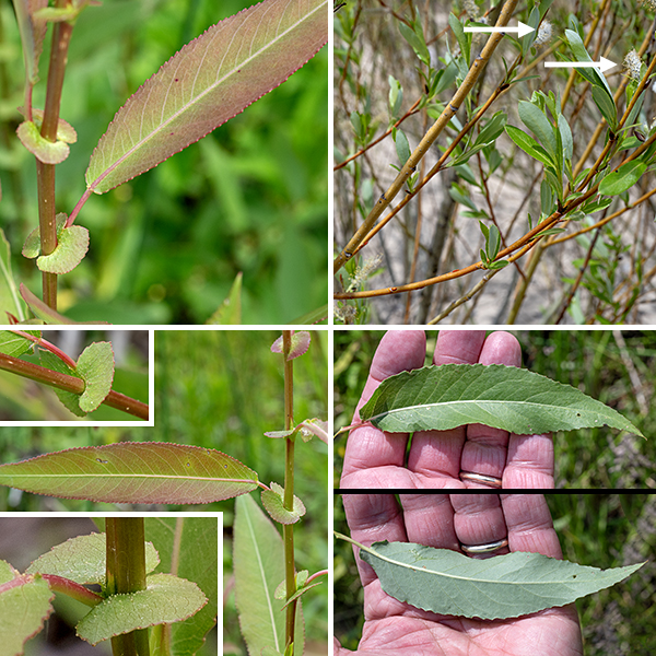 Missouri River willow is a shrubby native willow that can be as large as 20' but is usually much shorter (