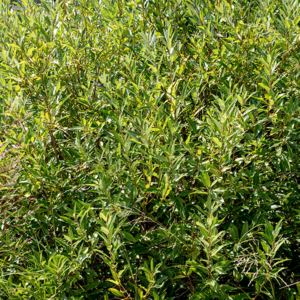 Missouri River willow is a shrubby native willow that can be as large as 20' but is usually much shorter (