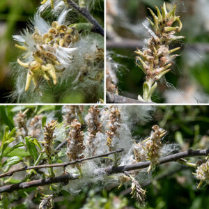 Prairie willow is dioecious — plants produce either all male or all female inflorescences in the form of short catkins produced from one-year-old branches before the leaves emerge; a tiny black or bicolored bract covered in long, dense white hairs is present at the base of both male and female catkins. The florets lack both sepals and petals but both have a basal, hairy bract (regardless of sex). Male catkins are 1/4-1.25" long, elongating as they mature. Initially the male catkins are silvery (from long hairs) but become yellow or reddish from the numerous anthers. Individual male florets consist of a hairy, basal bract and a pair of stamens with cylindrical anthers initially purple, turning yellow, red, or orange. Female catkins are 1/2-3" long, also elongating as they mature. Individual female florets consist of the hairy bract and a hairy green ovary 4-8 mm long with an elongate beak densely covered with wooly hairs; a pair of stigmas protrude from the tip. After fertilization, the female florets transform into 1/4-1/2" long capsules, light brown at maturity, that split in two to release seeds surrounded by long, cottony hairs.