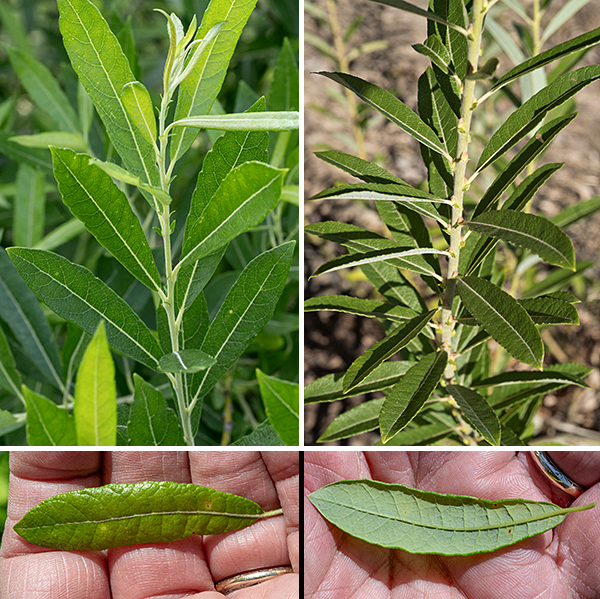 Prairie willow is another native willow that produces 2-8' tall shrubs. Young stems are light green and covered with short hairs. Older stems are woody and variably colored (yellowish- tan, brown, or gray). The leaves are alternate, 1.75-4" long and about a fifth as wide, oblong with the widest region above the middle or near the tip; the margins are smooth and sometimes curled inwards. The upper leaf surface is medium- or greyish-green with short hairs; the underside is also short-hairy, sometimes distinctly whitened. Lance-shaped stipules are sometimes (but not always) present at the base of the petioles.