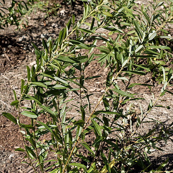 Prairie willow is another native willow that produces 2-8' tall shrubs. Young stems are light green and covered with short hairs. Older stems are woody and variably colored (yellowish- tan, brown, or gray). The leaves are alternate, 1.75-4" long and about a fifth as wide, oblong with the widest region above the middle or near the tip; the margins are smooth and sometimes curled inwards. The upper leaf surface is medium- or greyish-green with short hairs; the underside is also short-hairy, sometimes distinctly whitened. Lance-shaped stipules are sometimes (but not always) present at the base of the petioles. Prairie willow is dioecious — plants produce either all male or all female inflorescences in the form of short catkins produced from one-year-old branches before the leaves emerge; a tiny black or bicolored bract covered in long, dense white hairs is present at the base of both male and female catkins. The florets lack both sepals and petals but both have a basal, hairy bract (regardless of sex). Male catkins are 1/4-1.25" long, elongating as they mature. Initially the male catkins are silvery (from long hairs) but become yellow or reddish from the numerous anthers. Individual male florets consist of a hairy, basal bract and a pair of stamens with cylindrical anthers initially purple, turning yellow, red, or orange. Female catkins are 1/2-3" long, also elongating as they mature. Individual female florets consist of the hairy bract and a hairy green ovary 4-8 mm long with an elongate beak densely covered with wooly hairs; a pair of stigmas protrude from the tip. After fertilization, the female florets transform into 1/4-1/2" long capsules, light brown at maturity, that split in two to release seeds surrounded by long, cottony hairs.