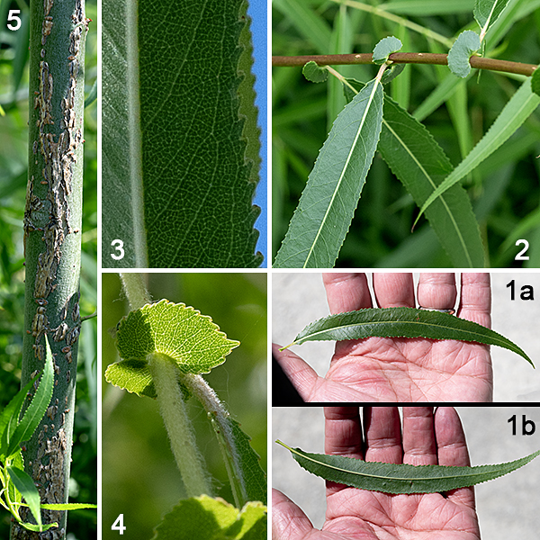 Black willow is a native species that can be a very large tree (30-90' tall), often with multiple trunks, but you are more likely to encounter younger specimens. The bark on old plants is gray to nearly black and sculpted with deep furrows; on younger trees, the trunk bark is grayish-brown with shallow furrows where the tops of the ridges are flattened; branches often have bark peeling in plates. Twigs are pale brown and smooth; shoots are light green and hairy. The leaves are alternate, 3-5" long, 6-16 mm wide, lance-shaped, widest below the middle of the leaf, with very short (