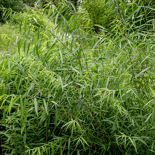 Black willow is a native species that can be a very large tree (30-90' tall), often with multiple trunks, but you are more likely to encounter younger specimens. The bark on old plants is gray to nearly black and sculpted with deep furrows; on younger trees, the trunk bark is grayish-brown with shallow furrows where the tops of the ridges are flattened; branches often have bark peeling in plates. Twigs are pale brown and smooth; shoots are light green and hairy. The leaves are alternate, 3-5" long, 6-16 mm wide, lance-shaped, widest below the middle of the leaf, with very short (