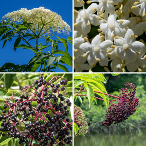 Upper branches of elderberry end in flat to domed panicles of flowers 3-10" across. Individual flowers are about 1/4" across, with a green, cup-shaped calyx, a creamy white corolla with five petal-like lobes, five long, spreading stamens with white anthers, and a creamy white hemispherical ovary with 3-5 short styles; flowers occur in umbel-like panicles 10" across made of dozens of flowers. The fruits are <1/4" wide spherical drupes in starburst-like sprays, dark purple to black when mature. The flower stalks are light green, turning purplish as the fruit ripens. The raw fruit is sweet with a slightly bitter or astringent aftertaste but may induce nausea or diarrhea if eaten in more than small quantities. The fruit is widely used in a variety of herbal supplements (as infusions and extracts), jam, and herbal wine. Note that all parts of the plant including the sap (except the flesh of the fruit) contain toxic cyanide-producing glycosides; berries should be cooked before consumption.