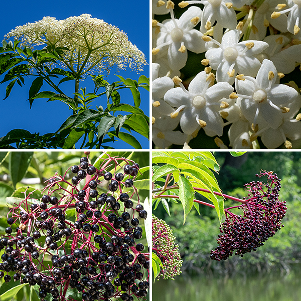 Upper branches of elderberry end in flat to domed panicles of flowers 3-10" across. Individual flowers are about 1/4" across, with a green, cup-shaped calyx, a creamy white corolla with five petal-like lobes, five long, spreading stamens with white anthers, and a creamy white hemispherical ovary with 3-5 short styles; flowers occur in umbel-like panicles 10" across made of dozens of flowers. The fruits are