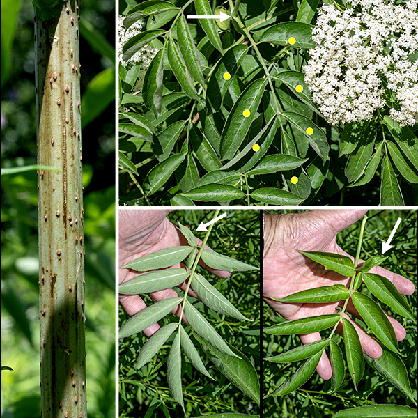 Elderberry is a native multi-stemmed shrub that can grow up to 12' tall; it is an attractive, open shrub with arching stems. Young stems are light green; when the stems become woody, they sport smooth, light greyish-brown or yellowish-brown bark with scattered lenticels. The main woody stems are similar with light greyish-brown, somewhat warty bark (associated with the lenticels). The leaves are opposite, about a foot long, pinnately-compound with 5-9 (usually 7) lance-shaped leaflets, each 3-5" long with a sharp, tapering tip and serrated margins. Occasionally, the innermost pair of leaflets is subdivided into three lobes or subleaflets each. The petiole and rachis (central stalk) of the leaf is light green or purplish green; they have a narrow groove running along the upper surface.