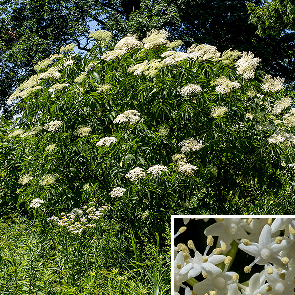 Elderberry is a native multi-stemmed shrub that can grow up to 12' tall; it is an attractive, open shrub with arching stems. Young stems are light green; when the stems become woody, they sport smooth, light greyish-brown or yellowish-brown bark with scattered lenticels. The main woody stems are similar with light greyish-brown, somewhat warty bark (associated with the lenticels). The leaves are opposite, about a foot long, pinnately-compound with 5-9 (usually 7) lance-shaped leaflets, each 3-5" long with a sharp, tapering tip and serrated margins. Occasionally, the innermost pair of leaflets is subdivided into three lobes or subleaflets each. The petiole and rachis (central stalk) of the leaf is light green or purplish green; they have a narrow groove running along the upper surface. Upper branches end in flat to domed panicles of flowers 3-10" across. Individual flowers are about 1/4" across, with a green, cup-shaped calyx, a creamy white corolla with five petal-like lobes, five long, spreading stamens with white anthers, and a creamy white hemispherical ovary with 3-5 short styles; flowers occur in umbel-like panicles 10" across made of dozens of flowers. The fruits are