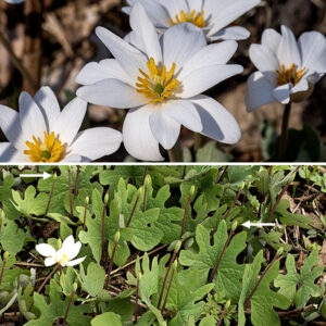 Bloodroot flowers are 1.5-3" across with 8-16 (typically 8) bright white petals, numerous stamens with golden yellow anthers, and an oval, green pistil with a pale yellow, two-lobed stigma at its tip. Two light green sepals are present in the floral bud but they drop off as soon as the flower begins to open. After fertilization, the ovary expands into a spindle-shaped seed capsule about 1" long, yellow when mature, that splits to release the seeds. The seeds are disbursed by ants that are attracted by the white, fleshy appendage (an elaiosome) on the bright red seed. The red sap is highly toxic, both externally and internally — it inhibits the cellular Na+/K+ ATPase enzyme and kills the cells. Avoid getting the sap on your skin and certainly avoid getting it in your eyes or on mucous membranes.