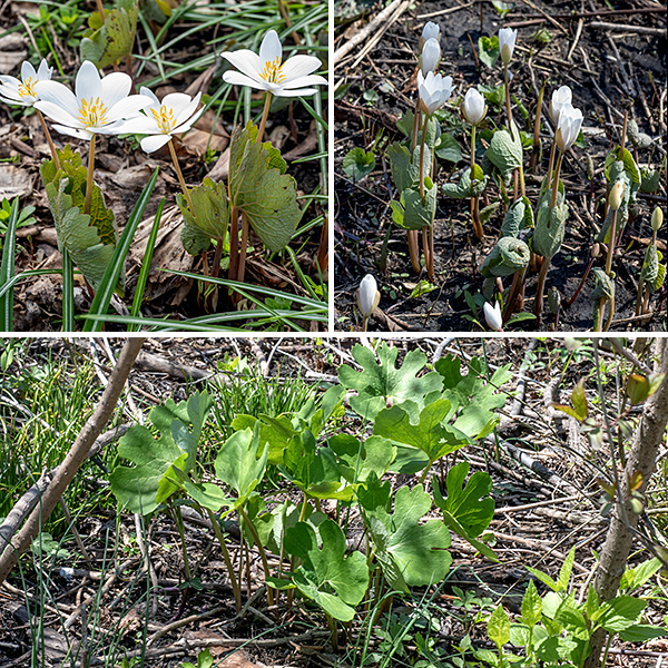 Bloodroot is one of the early spring ephemerals, a native species that produces showy, brilliant white blooms before the trees leaf out. It is a relatively short plant (3-12") with an unusual growth habit. Bloodroot produces only basal leaves. In early spring (March-April), a single basal leaf emerges that is wrapped around a flower stalk and its single bud; only after the flower has completed blooming do the leaves unfurl, flatten out, and the petiole further elongates. The leaves are kidney-shaped to round in gross outline, about 5" in diameter, with 5-9 major lobes; the veins in the leaf are reticulated (net-like) in a palmate pattern. The upper leaf surface is light bluish green; the lower surface is a whitish green with a glabrous bloom (like a plum).