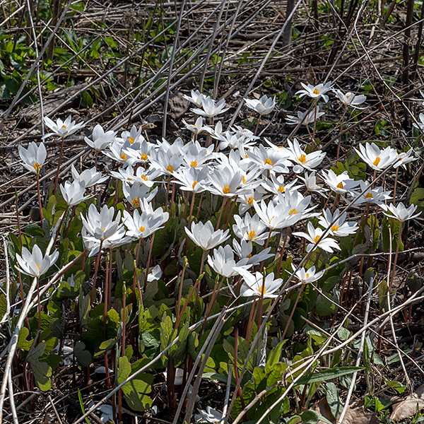 Bloodroot is one of the early spring ephemerals, a native species that produces showy, brilliant white blooms before the trees leaf out. It is a relatively short plant (3-12") with an unusual growth habit. Bloodroot produces only basal leaves. In early spring (March-April), a single basal leaf emerges that is wrapped around a flower stalk and its single bud; only after the flower has completed blooming do the leaves unfurl, flatten out, and the petiole further elongates. The leaves are kidney-shaped to round in gross outline, about 5" in diameter, with 5-9 major lobes; the veins in the leaf are reticulated (net-like) in a palmate pattern. The upper leaf surface is light bluish green; the lower surface is a whitish green with a glabrous bloom (like a plum). The flower stalks are 3-4" tall when the flower begins to open. Bloodroot flowers are 1.5-3" across with 8-16 (typically 8) bright white petals, numerous stamens with golden yellow anthers, and an oval, green pistil with a pale yellow, two-lobed stigma at its tip. Two light green sepals are present in the floral bud but they drop off as soon as the flower begins to open. After fertilization, the ovary expands into a spindle-shaped seed capsule about 1" long, yellow when mature, that splits to release the seeds. The seeds are disbursed by ants that are attracted by the white, fleshy appendage (an elaiosome) on the bright red seed. Bloodroot is the only  species in its genus. The red sap is highly toxic, both externally and internally — it inhibits the cellular Na+/K+ ATPase enzyme and kills the cells. Avoid getting the sap on your skin and certainly avoid getting it in your eyes or on mucous membranes.