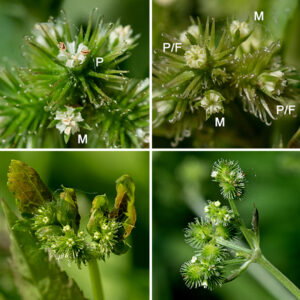 The tips of the upper stems of Canadian black snakeroot give rise to umbels 2.5" across of greenish white flowers; each umbel usually consists of 1-4 umbellets, each with 2-3 pistillate flowers or perfect flowers and 2-6 staminate flowers. In perfect flowers, the pistils develop (and are deployed) before the stamens develop; the pistillate stage persists for much longer. Each flower has a green calyx with five lance-like lobes slightly longer than the five greenish-white petals. Male and perfect flowers add five stamens with white anthers and lack the series of hooked spines of the pistillate flowers. Female and perfect flowers have ovaries densely covered with distinctive, neatly stacked series of long, hooked bristles arrayed perpendicular to the axis of the flower. The fruit is round, 3-5 mm long, covered in rows of those same hooked bristles; it splits on maturity to release the two seeds.