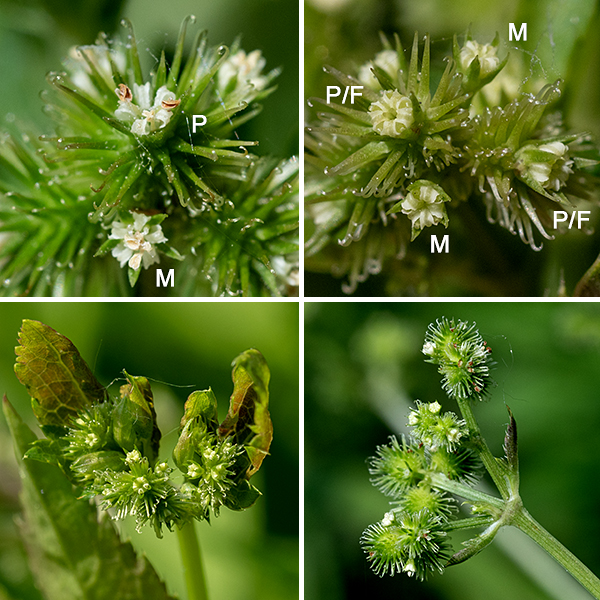 The tips of the upper stems of Canadian black snakeroot give rise to umbels 2.5" across of greenish white flowers; each umbel usually consists of 1-4 umbellets, each with 2-3 pistillate flowers or perfect flowers and 2-6 staminate flowers. In perfect flowers, the pistils develop (and are deployed) before the stamens develop; the pistillate stage persists for much longer. Each flower has a green calyx with five lance-like lobes slightly longer than the five greenish-white petals. Male and perfect flowers add five stamens with white anthers and lack the series of hooked spines of the pistillate flowers. Female and perfect flowers have ovaries densely covered with distinctive, neatly stacked series of long, hooked bristles arrayed perpendicular to the axis of the flower. The fruit is round, 3-5 mm long, covered in rows of those same hooked bristles; it splits on maturity to release the two seeds.
